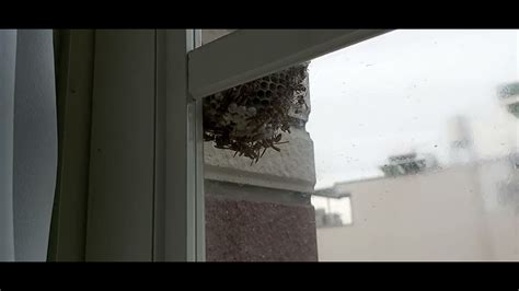 形容鳥的成語 窗外有蜂窩
